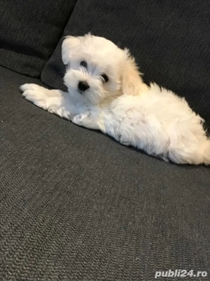 bichon maltez mini toy  - imagine 3