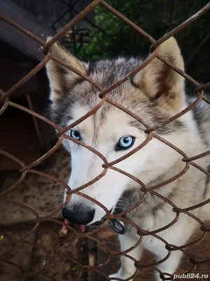 vând femelă și mascul husky - imagine 5