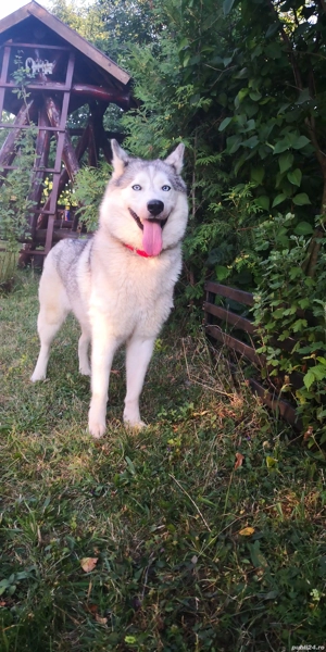 vând femelă și mascul husky - imagine 2