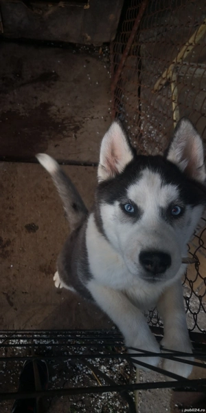 vând femelă și mascul husky - imagine 4