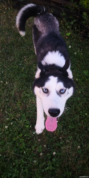 vând femelă și mascul husky - imagine 3