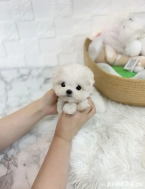 bichon maltez mini toy  - imagine 3