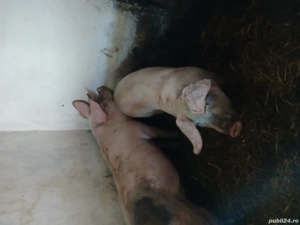 porc de vânzare crescut bio. 