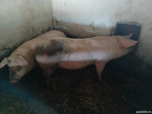 porc de vânzare crescut bio.  - imagine 2