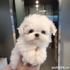 bichon maltez mini toy 