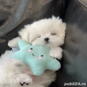 bichon maltez mini toy  - imagine 3