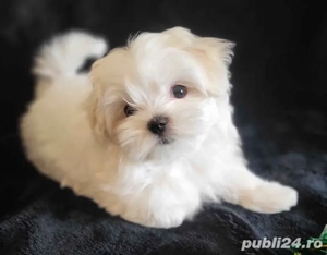 bichon maltez mini toy  - imagine 2