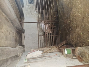 Scroafa de carne - imagine 2