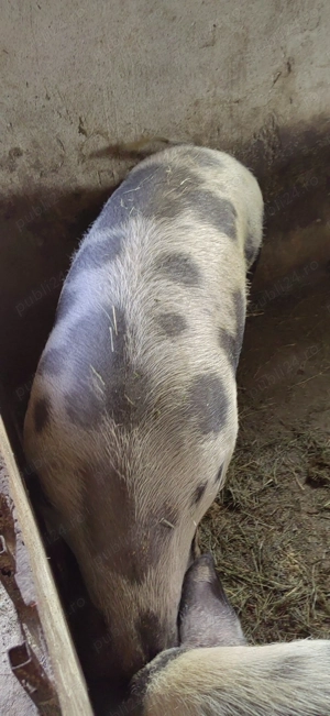 Vand porc rasa de carne petrean.16 lei porci de calitate crescuti doar cu bucate.
