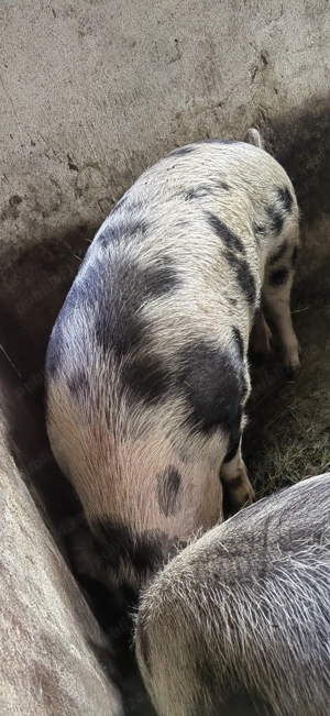 Vand porc rasa de carne petrean.16 lei porci de calitate crescuti doar cu bucate. - imagine 2