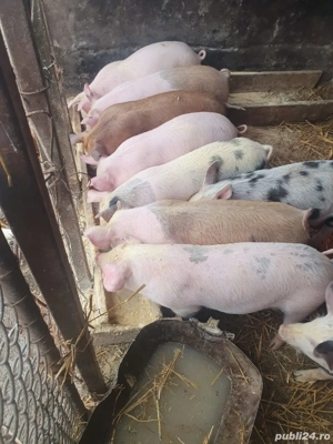 vând purcei 11 săptămâni  - imagine 3