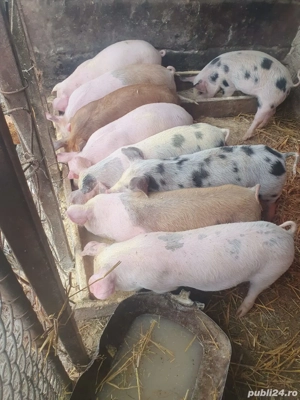 vând purcei 11 săptămâni  - imagine 2