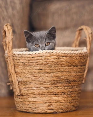 British Shorthair - Pui Premium, Socializati, Dezvoltați Corect  - imagine 3