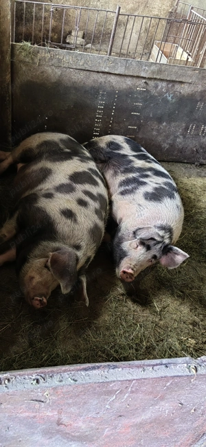 Vand porc rasa de carne petrean.16 lei porci de calitate crescuti doar cu bucate. - imagine 4