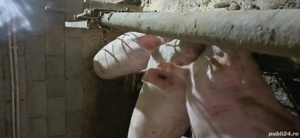 vand porci de carne  - imagine 3