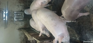 vand porci de carne  - imagine 2