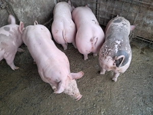 Purcei de 3,5 luni, cca. 50kg  buc.