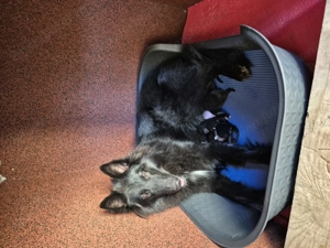 Ciobanesc belgian de Groenendael  - imagine 2