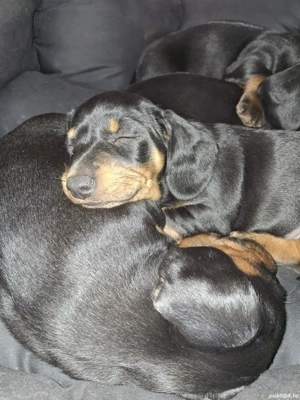 Pui Teckel Negru-Maro - imagine 3