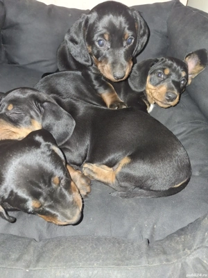 Pui Teckel Negru-Maro - imagine 4