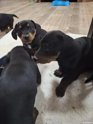 Pui Teckel Negru-Maro