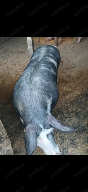 Vând o scroafă pietran original 