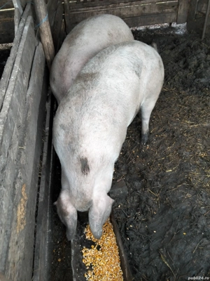 vând porci 