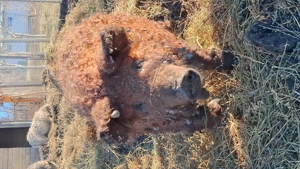 Vand porci mangalita si bazna - imagine 2