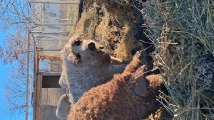 Vand porci mangalita si bazna - imagine 3