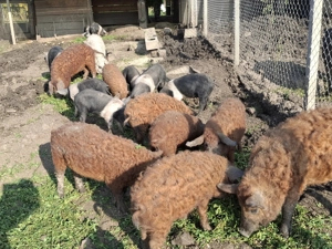 Vand porci mangalita si bazna - imagine 5