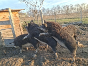 Vand porci mangalita si bazna - imagine 6