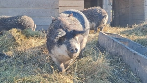 Vand porci mangalita si bazna