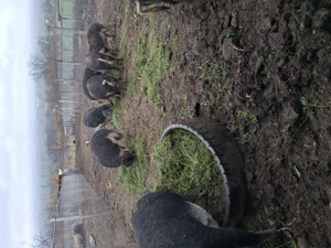 Vand porci mangalita si bazna - imagine 7