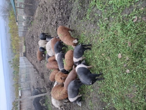 Vand porci mangalita si bazna - imagine 8