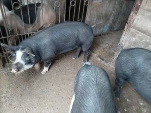 Vând porci rasă mixtă Petrean cu Bazna