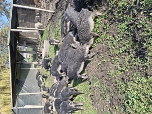 Vand porci mangalita si bazna - imagine 9