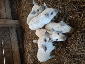 Vand porci mangalita si bazna - imagine 10