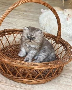 Pisici Persane - Exemplare Elegante, Crescuți Profesional - imagine 2