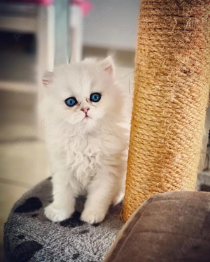 Pisici Persane - Exemplare Elegante, Crescuți Profesional - imagine 3