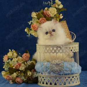 Pisici Persane - Exemplare Elegante, Crescuți Profesional