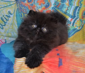 Pisici Persane - Exemplare Elegante, Crescuți Profesional - imagine 4