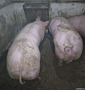 Porci de carne Pietran  - imagine 4