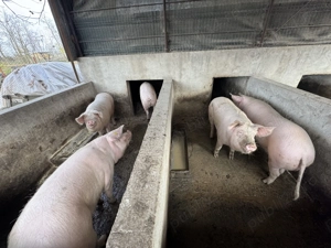 Vand porci pentru sacrificat