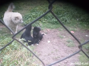 Cățel spre donație