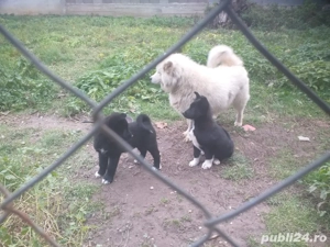 Cățel spre donație - imagine 2