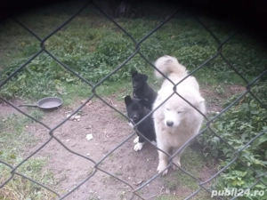 Cățel spre donație - imagine 4