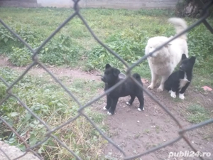 Cățel spre donație - imagine 3