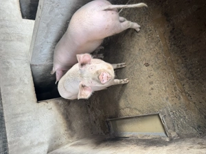 Vand porci pentru sacrificat - imagine 2