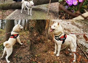 Akita Inu Japonez - imagine 5