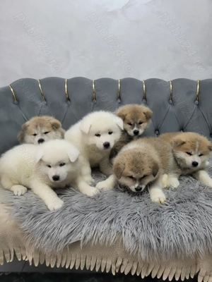 Akita Inu Japonez - imagine 2